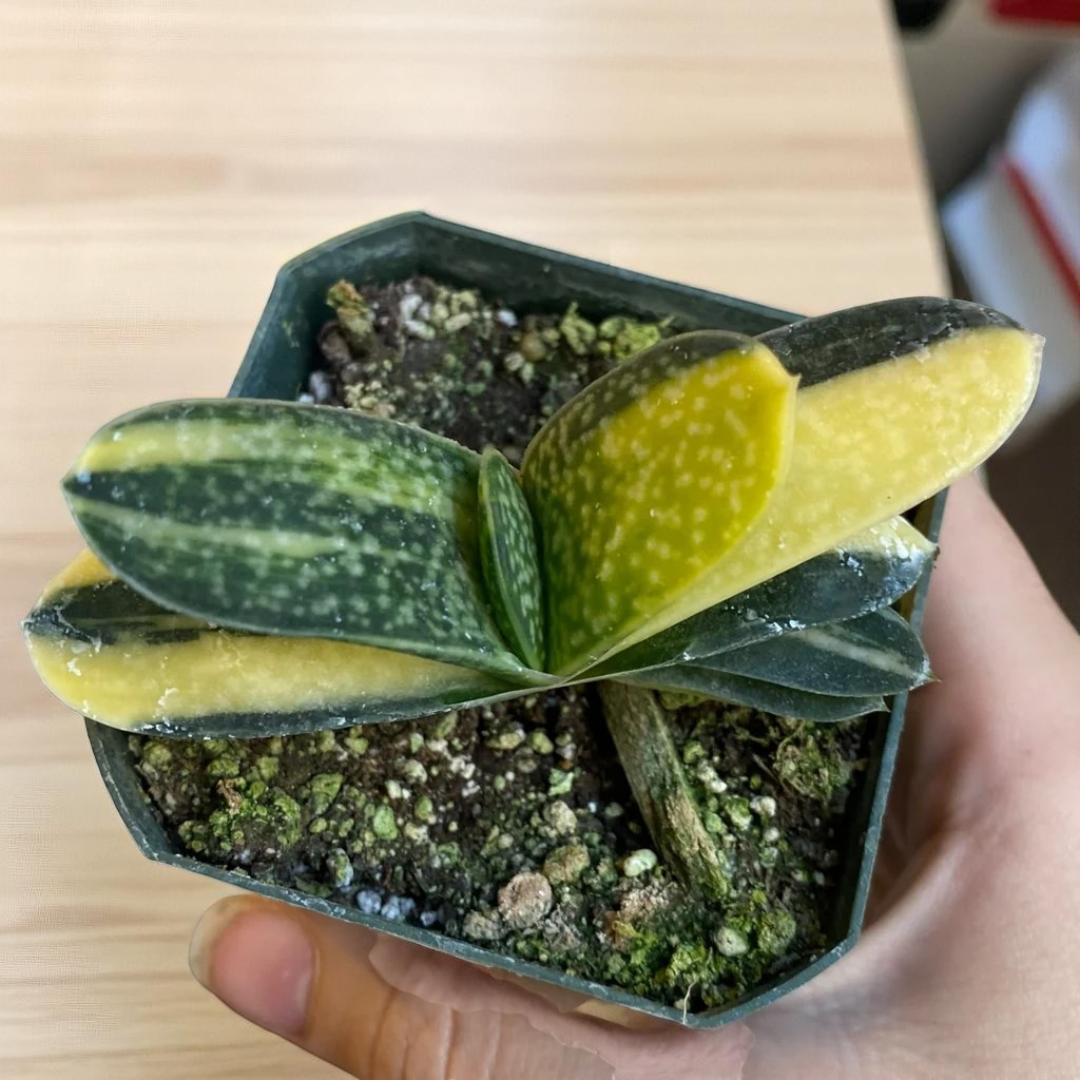 Gasteria Nitida Variegated