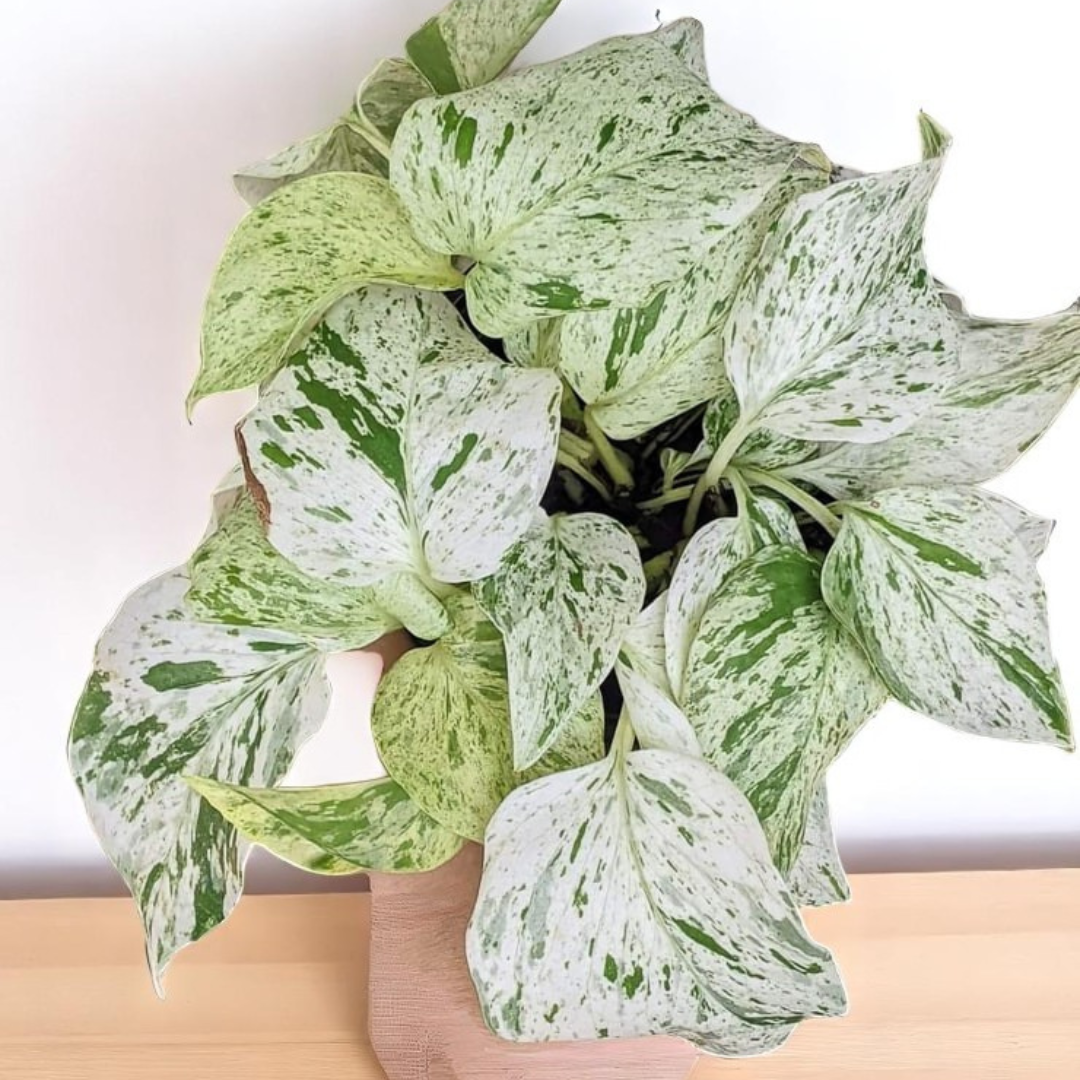 Marble Queen Pothos Plant