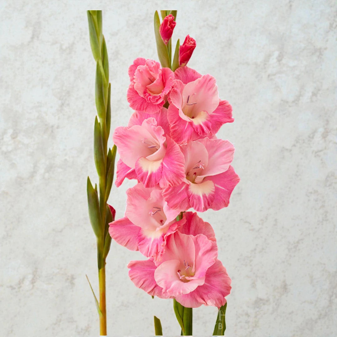 Gladiolus Pink Bulb