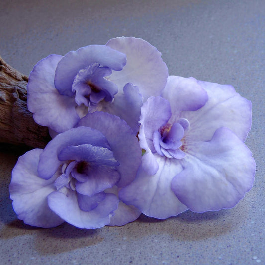 Achimenes Blue Flowering Bulb