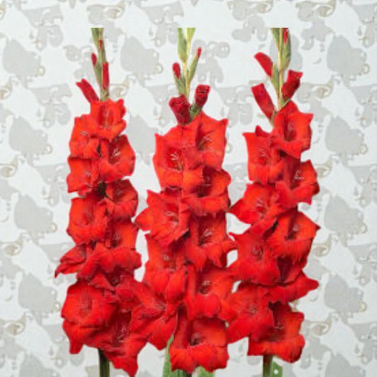 Gladiolus Red Bulb