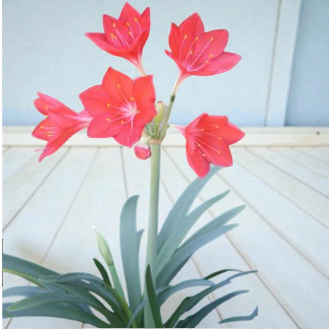 Ifafa Lily Bulbs