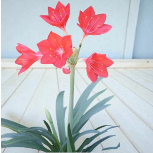 Ifafa Lily Bulbs