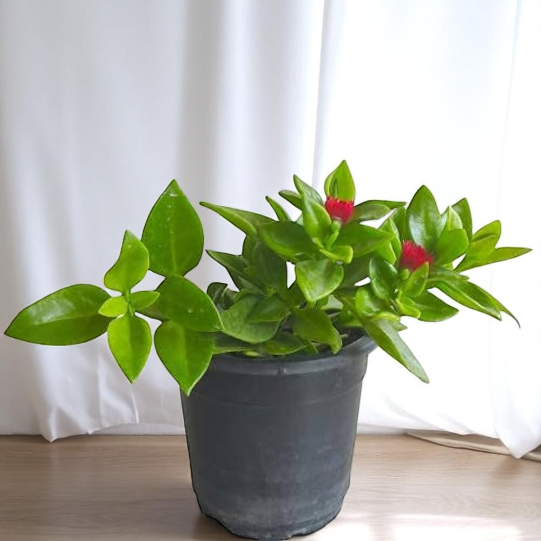Baby Sunrose (Bare Rooted)