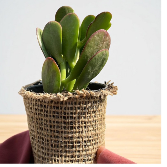 Crassula Jade plant (Kubber plant)