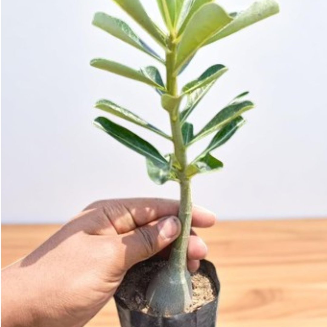Adenium Pink Sapling