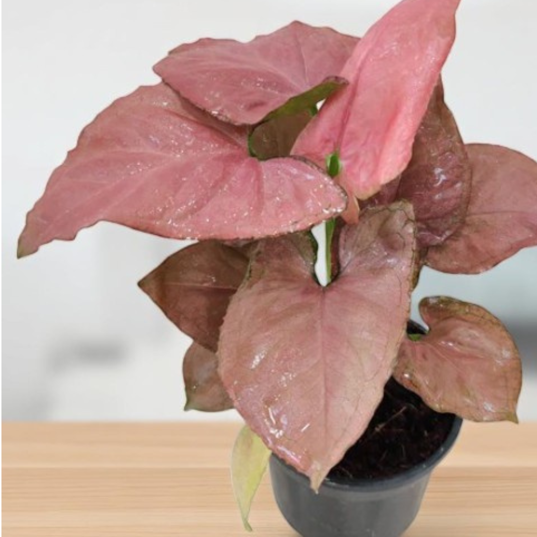Pink Syngonium Plant