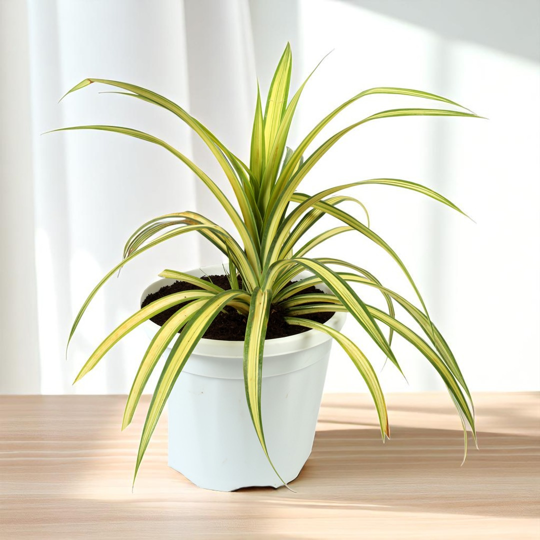 SPIDER PLANT AIR PURIFIER (BARE ROOTED)