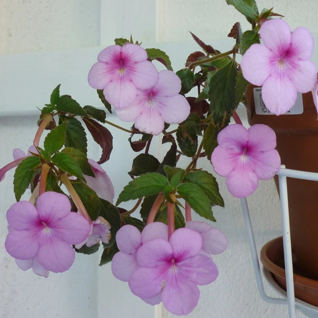 Achimenes Peach Blossom