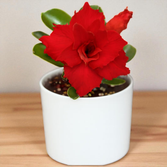 Adenium R17