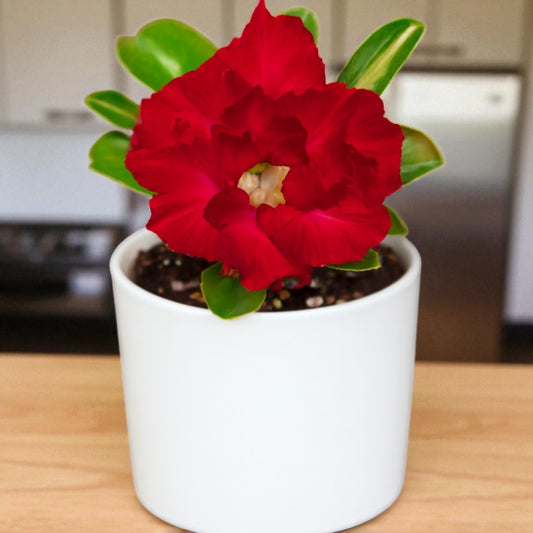 Adenium R18