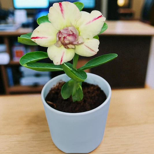 Adenium R19