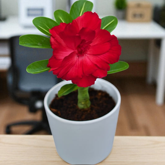Adenium R20