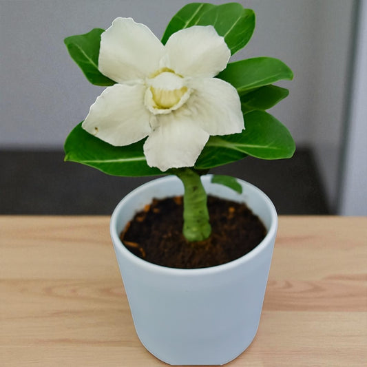 Adenium R21