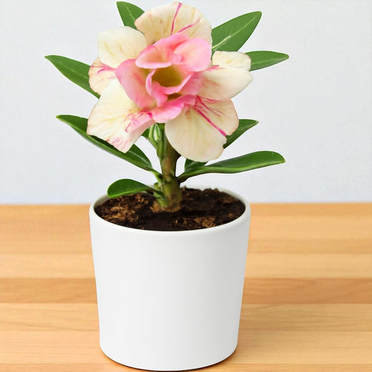 Adenium R22