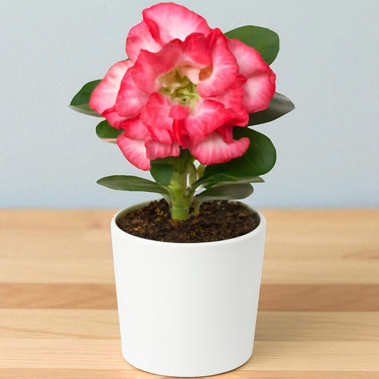 Adenium R24
