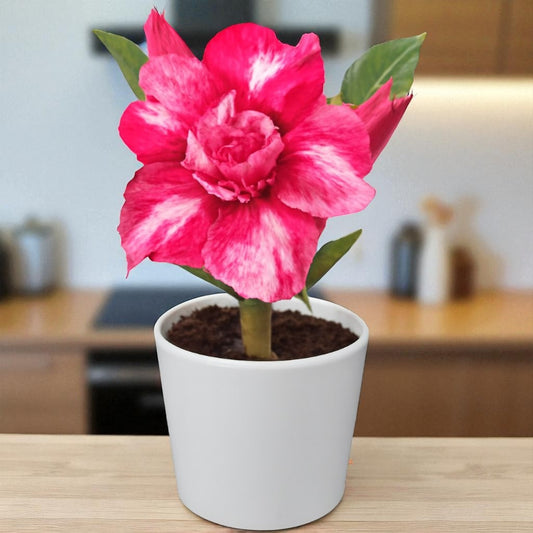 Adenium R25