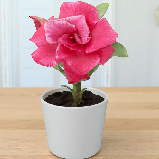 Adenium R26