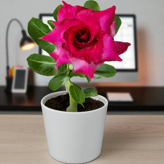 Adenium R28