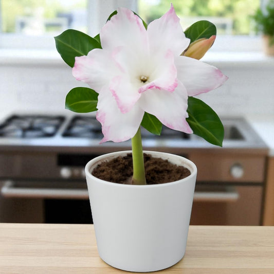Adenium R29