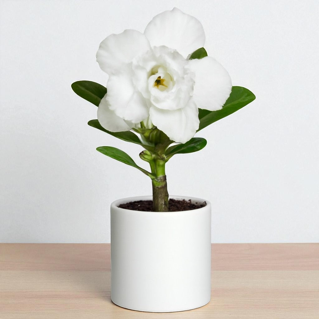 Adenium R34