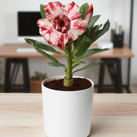 Adenium R35