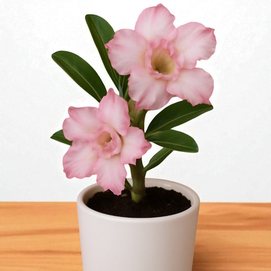 Adenium R10