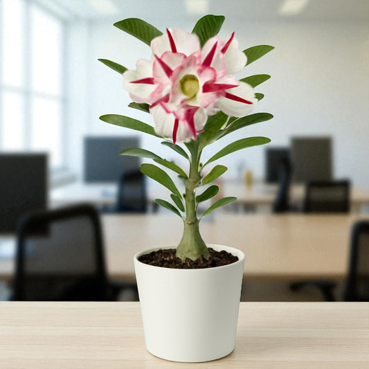 Adenium R38