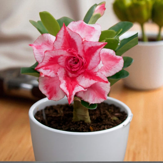 Adenium R100
