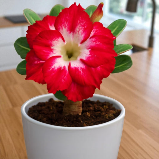 Adenium R101