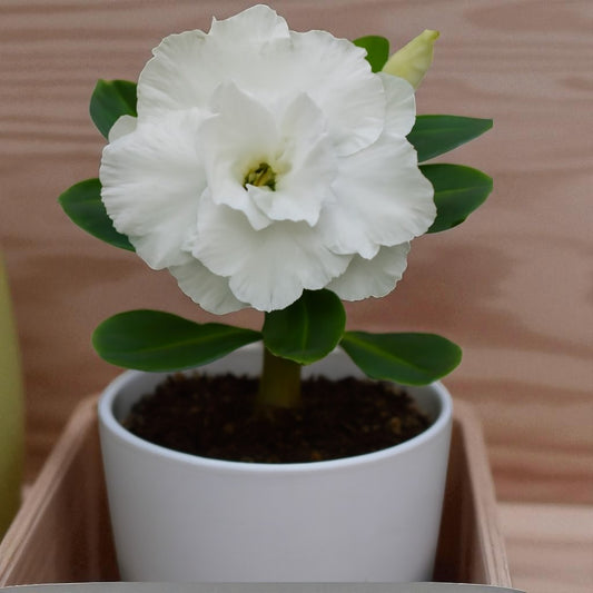 Adenium R103