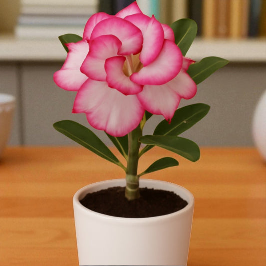 Adenium R11