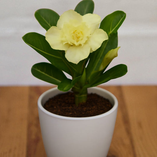Adenium R108