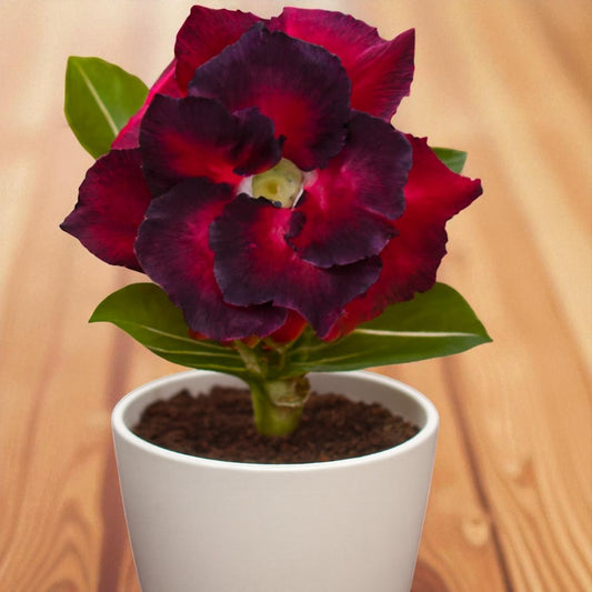Adenium R113