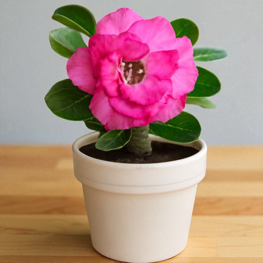 Adenium R153