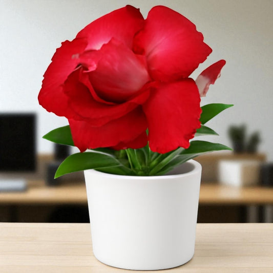 Adenium R12