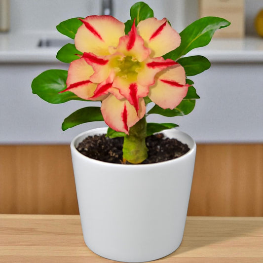 Adenium R23