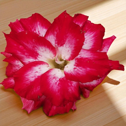 Adenium R101