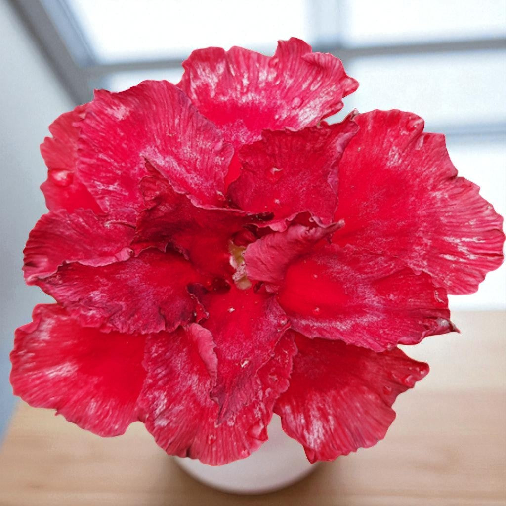 Adenium R102
