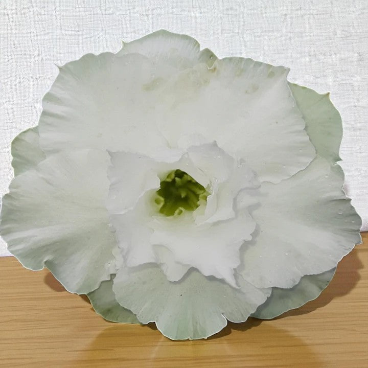 Adenium R103