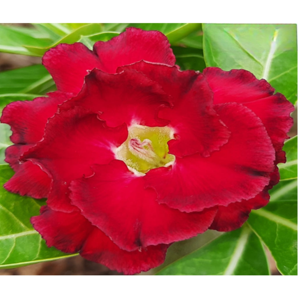 Adenium R104