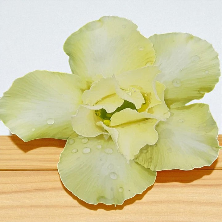 Adenium R105