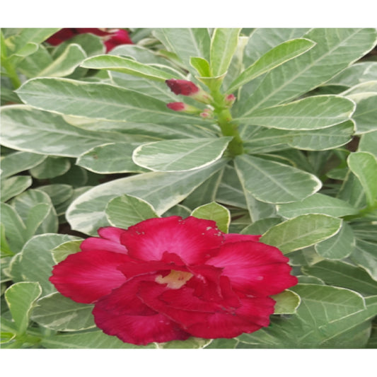 Adenium R106