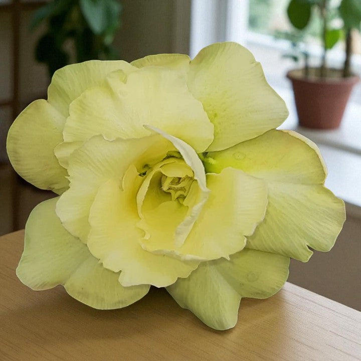 Adenium R108