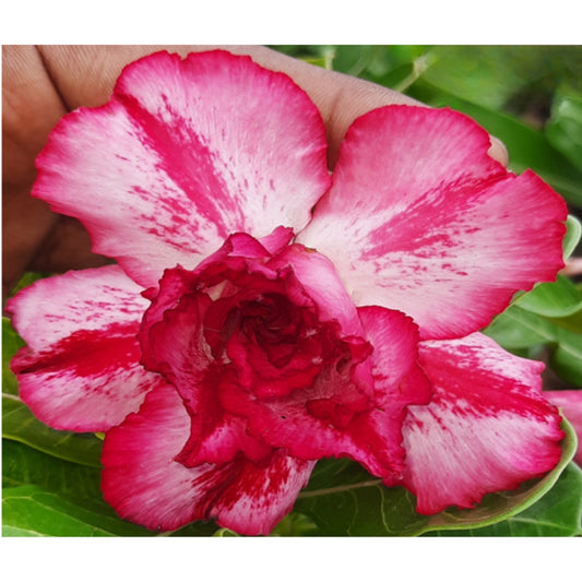 Adenium R109