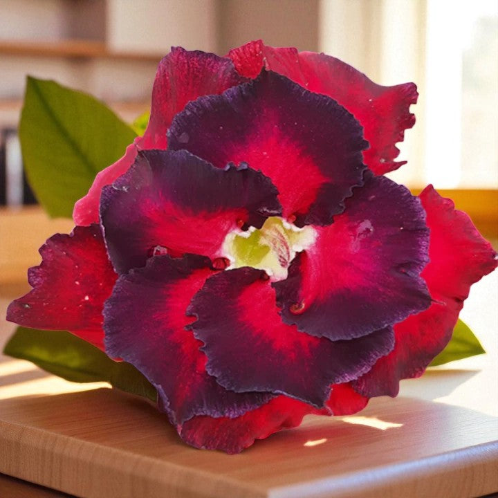 Adenium R113