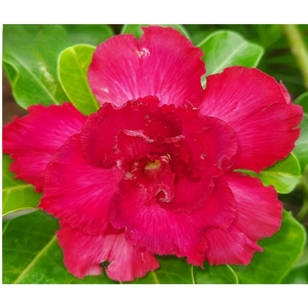 Adenium R114