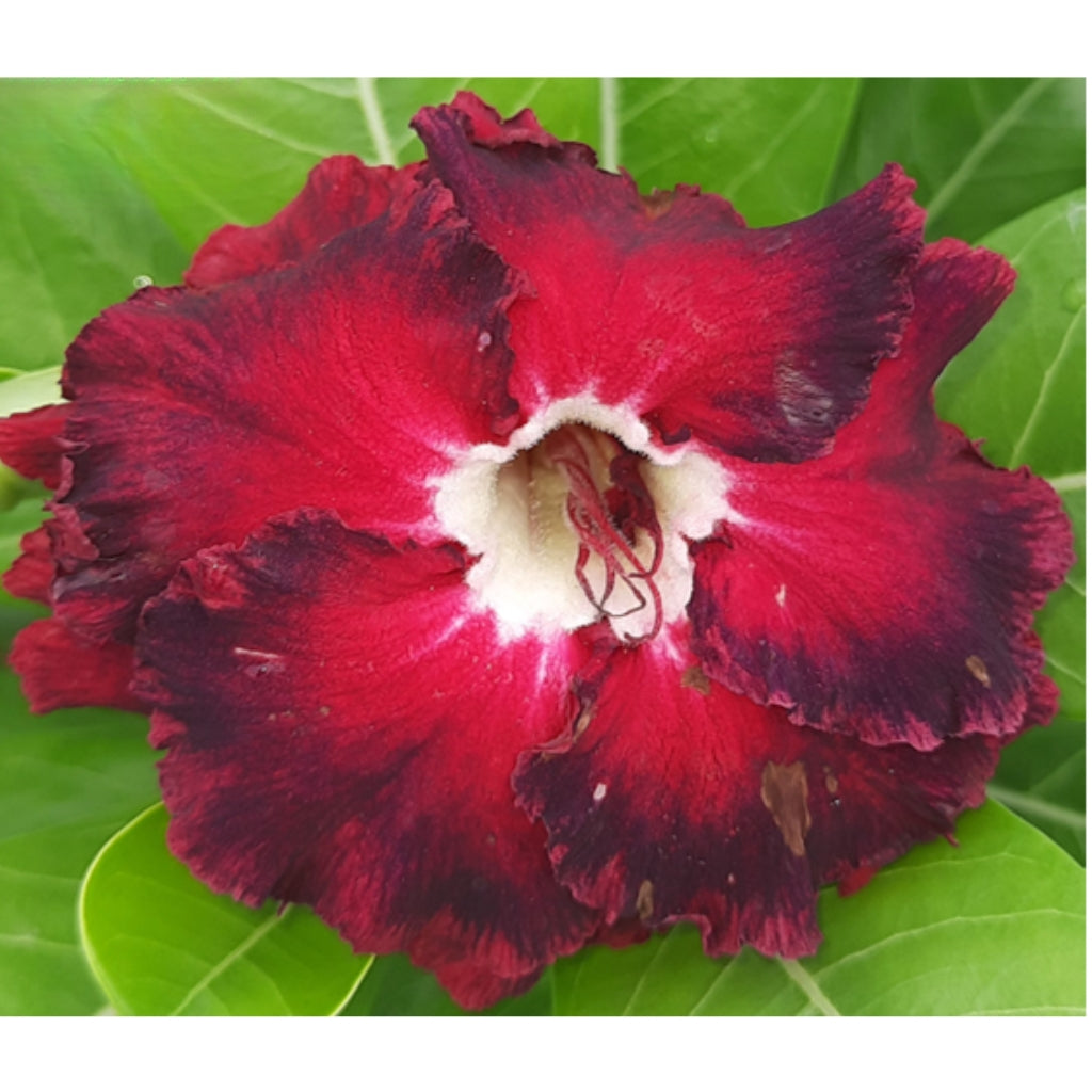 Adenium R116