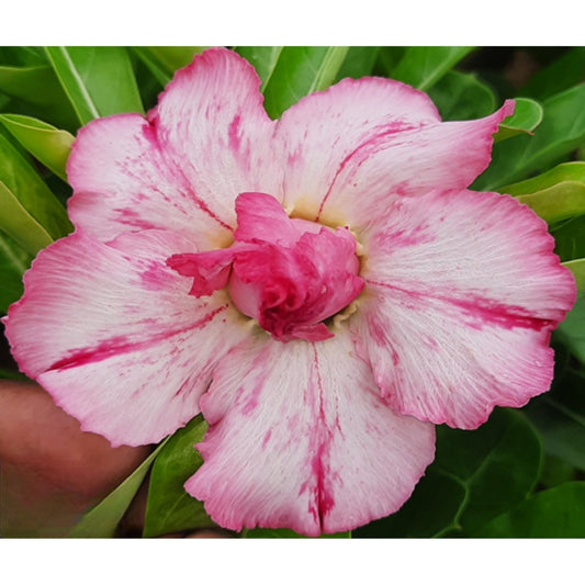 Adenium R117