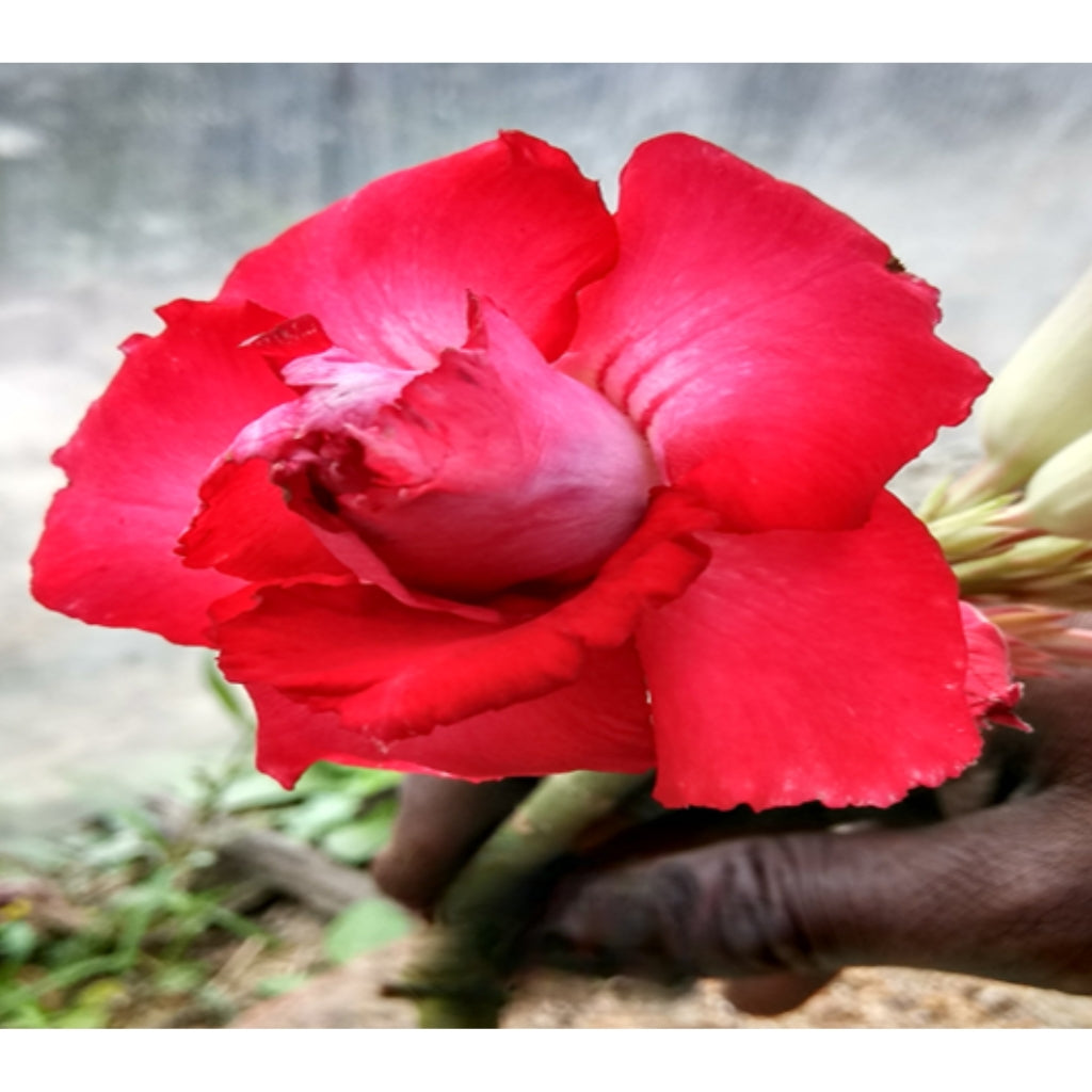 Adenium R12